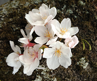 Photograph of a small, but isolated bunch of cherry blossoms that have sprouted from the side of a large branch of a cherry tree found along the Sakuranamikidori in Izukougen, Japan. April 2013.